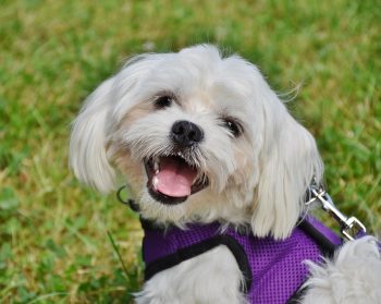 PetWireDaily — Cost of a Maltese Puppy by US Region [2026]