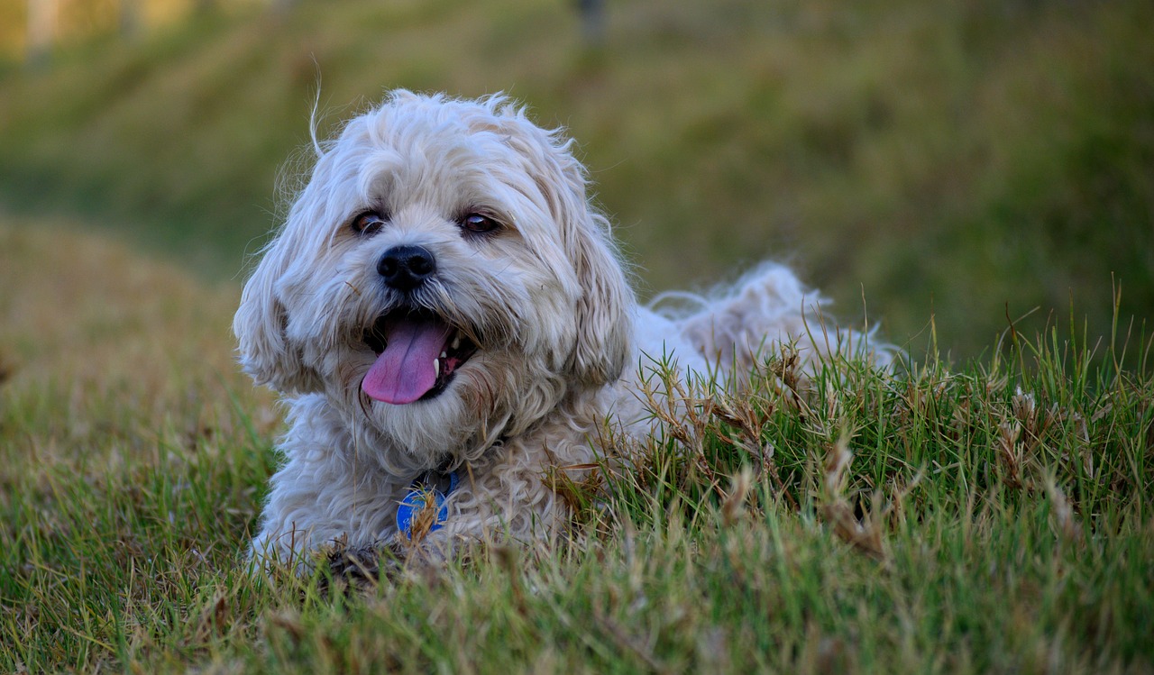 Shih shops tzu real dog price