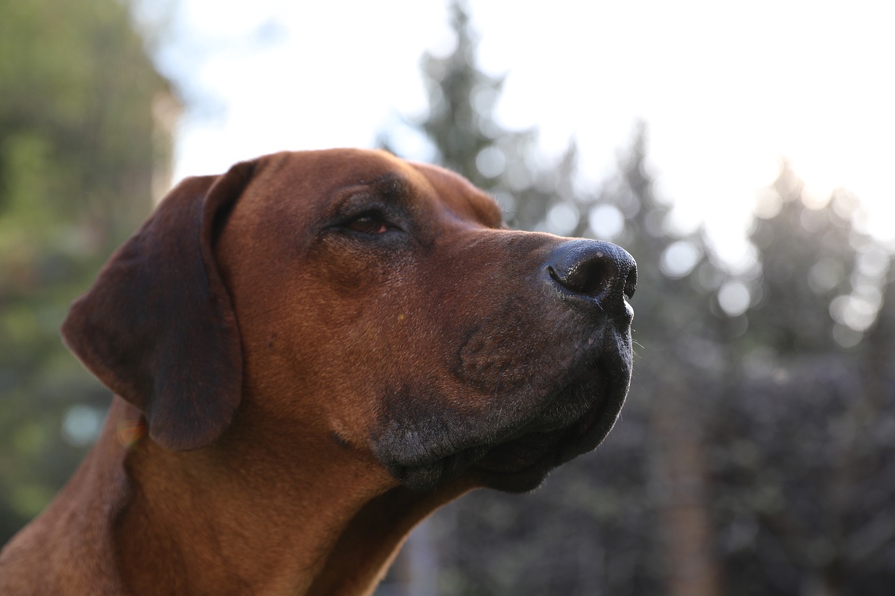 Do rhodesian ridgebacks store have webbed feet