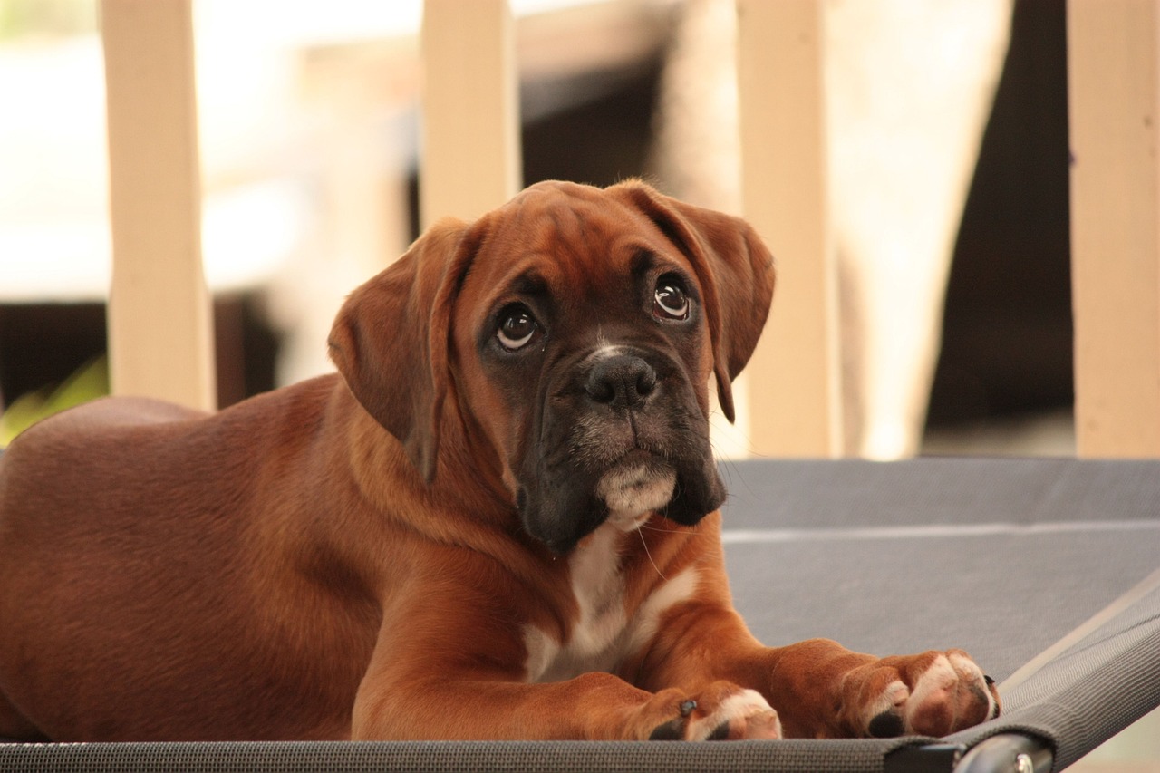 8 Fun Facts About the Boxer – American Kennel Club