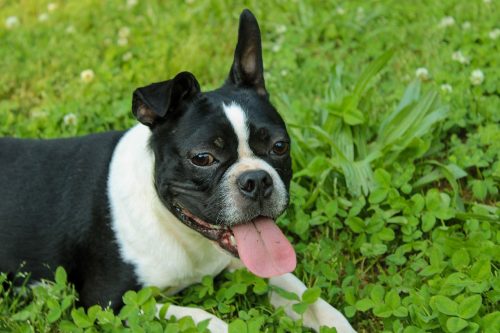 What's The Bite Force of a Boston Terrier & Does It Hurt?