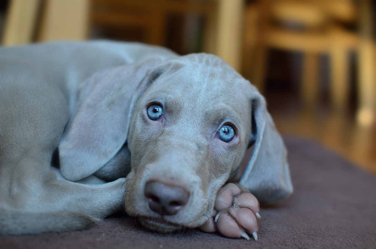 What Were Weimaraners Originally Bred For?