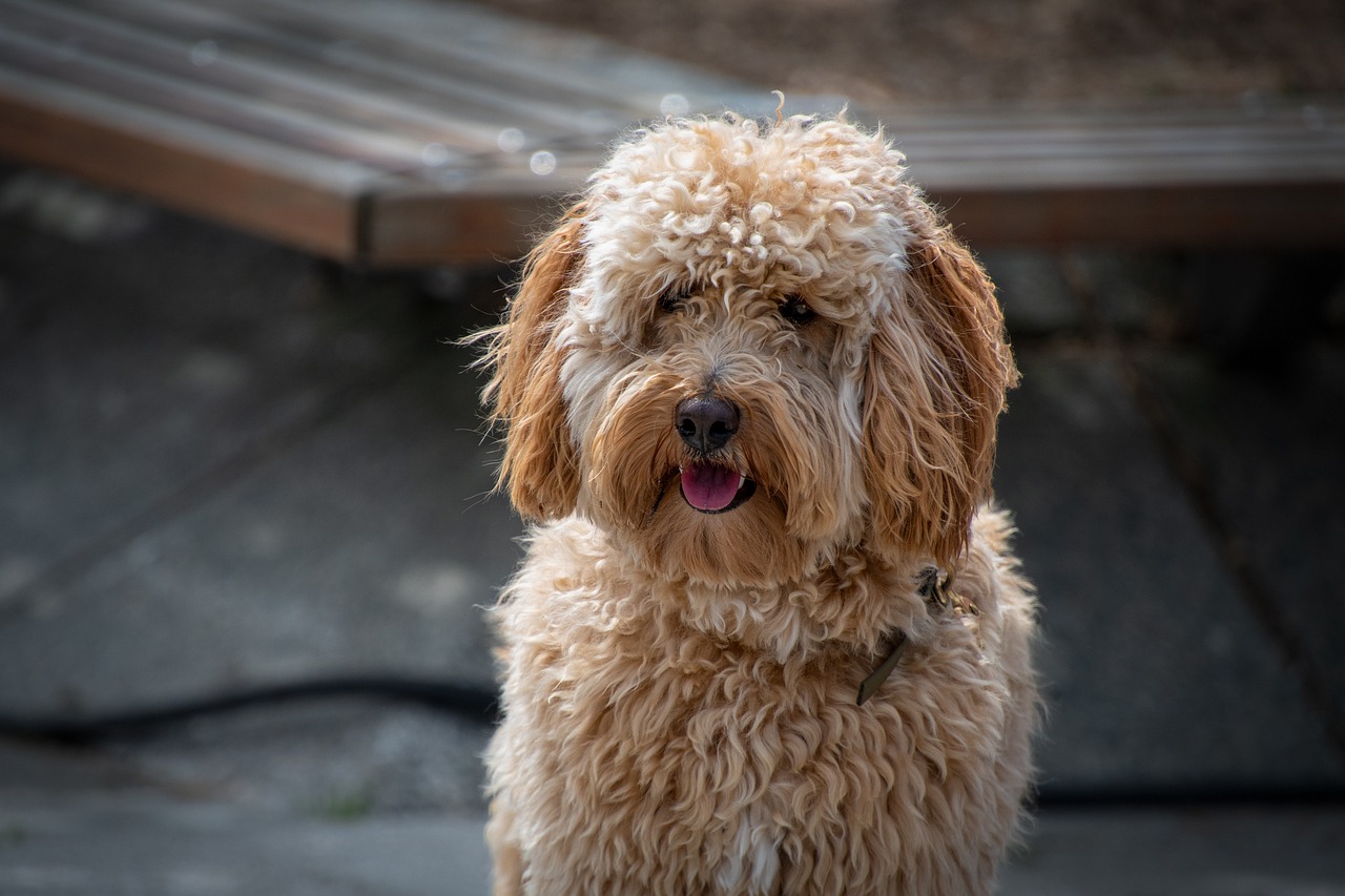 Labradoodle store bites child