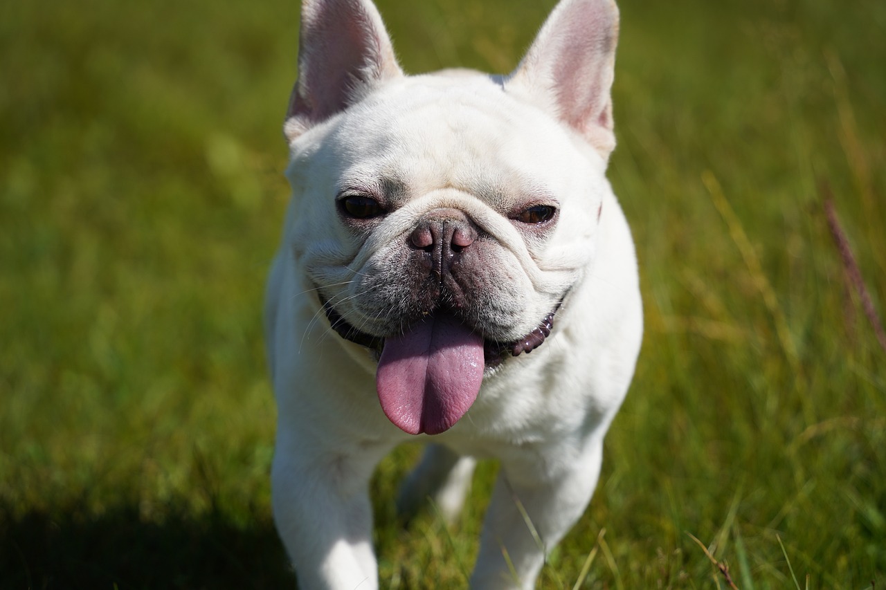 What Were French Bulldogs Originally Bred For?