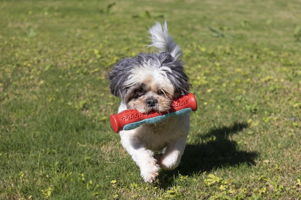 What’s The Bite Force of a Shih Tzu & Does It Hurt?