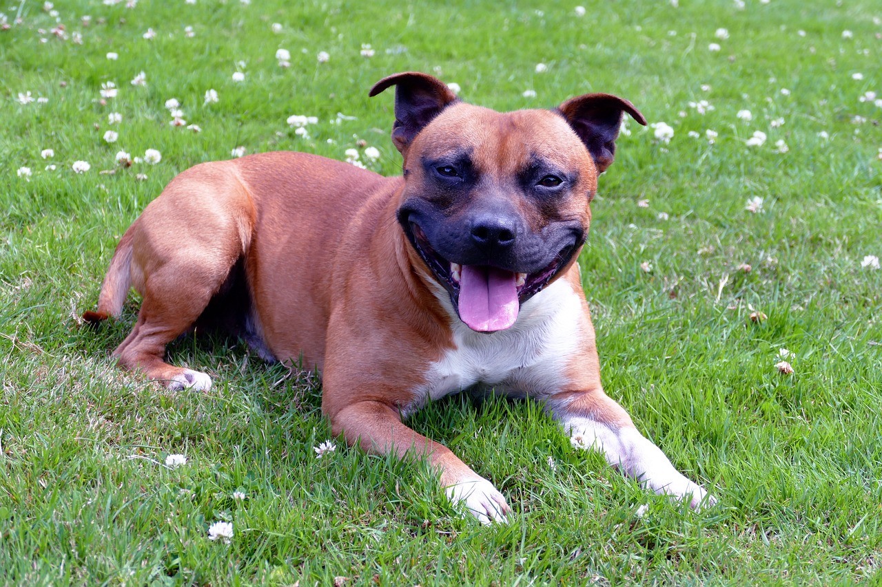 Teacup staffy store