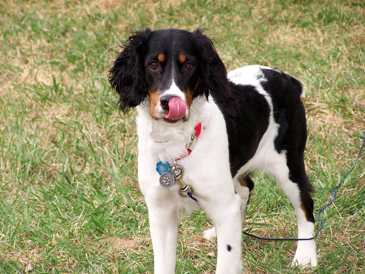 What Were English Springer Spaniels Originally Bred For?