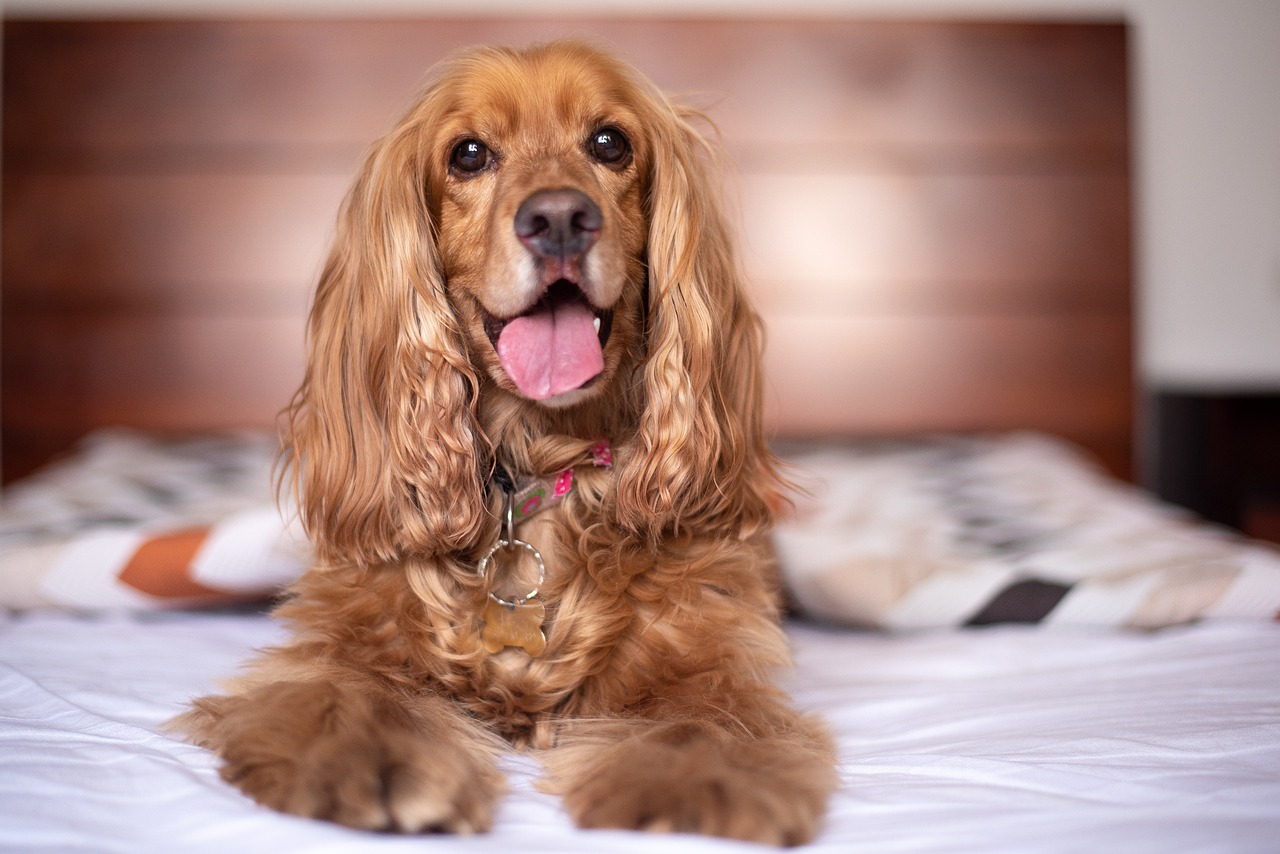 Cocker spaniel hot sale guard dog