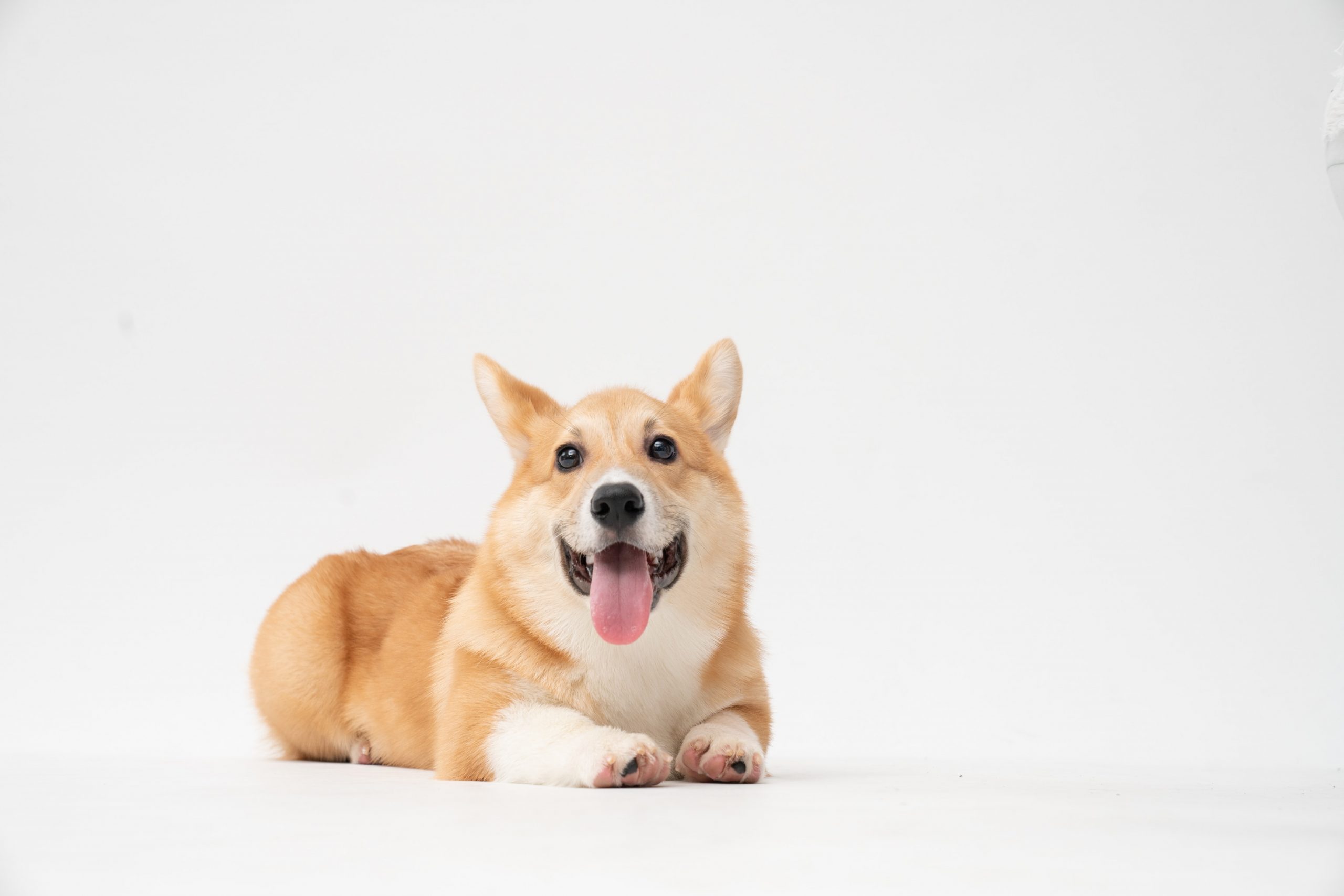 7 Best Ear Cleaners for Corgis