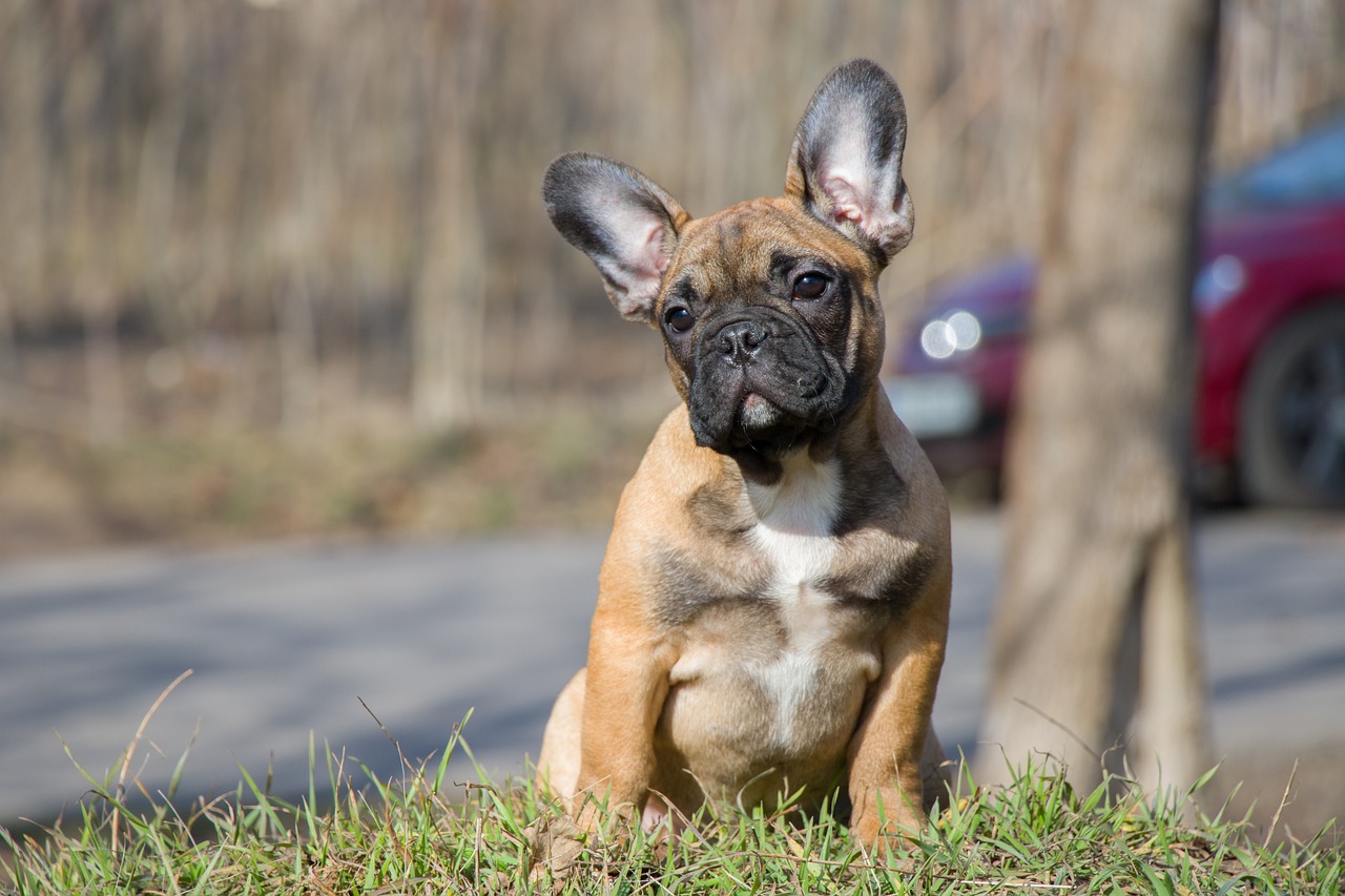 My french store bulldog is aggressive