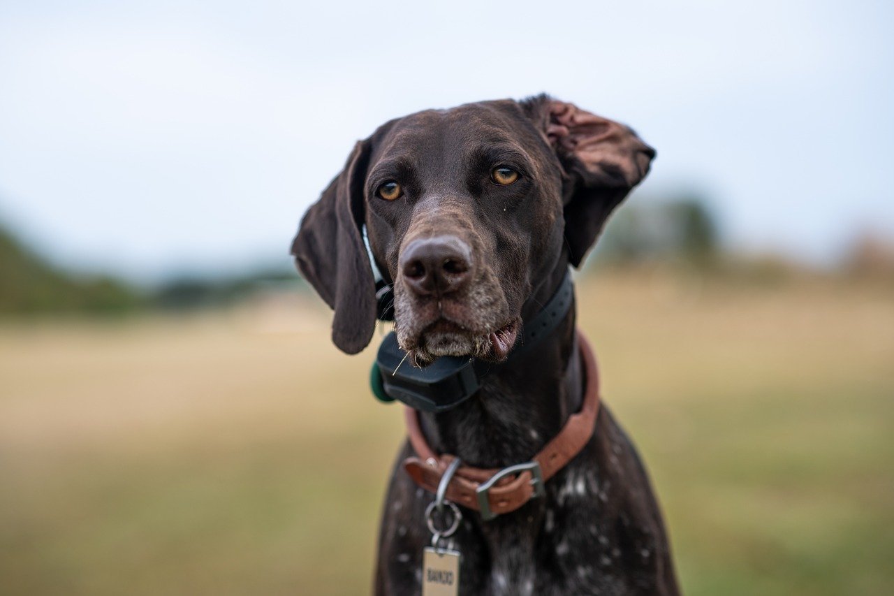 Monthly Cost to Own a German Shorthaired Pointer