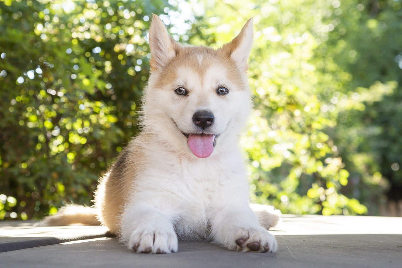 20 Fun & Fascinating Facts About Husky Puppies