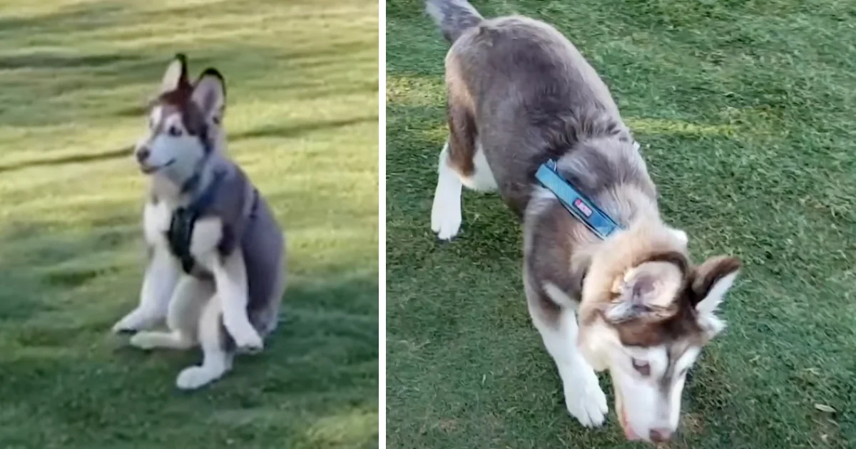 This Husky Pup Had Hassle Strolling, However One Individual Thought He Was Excellent