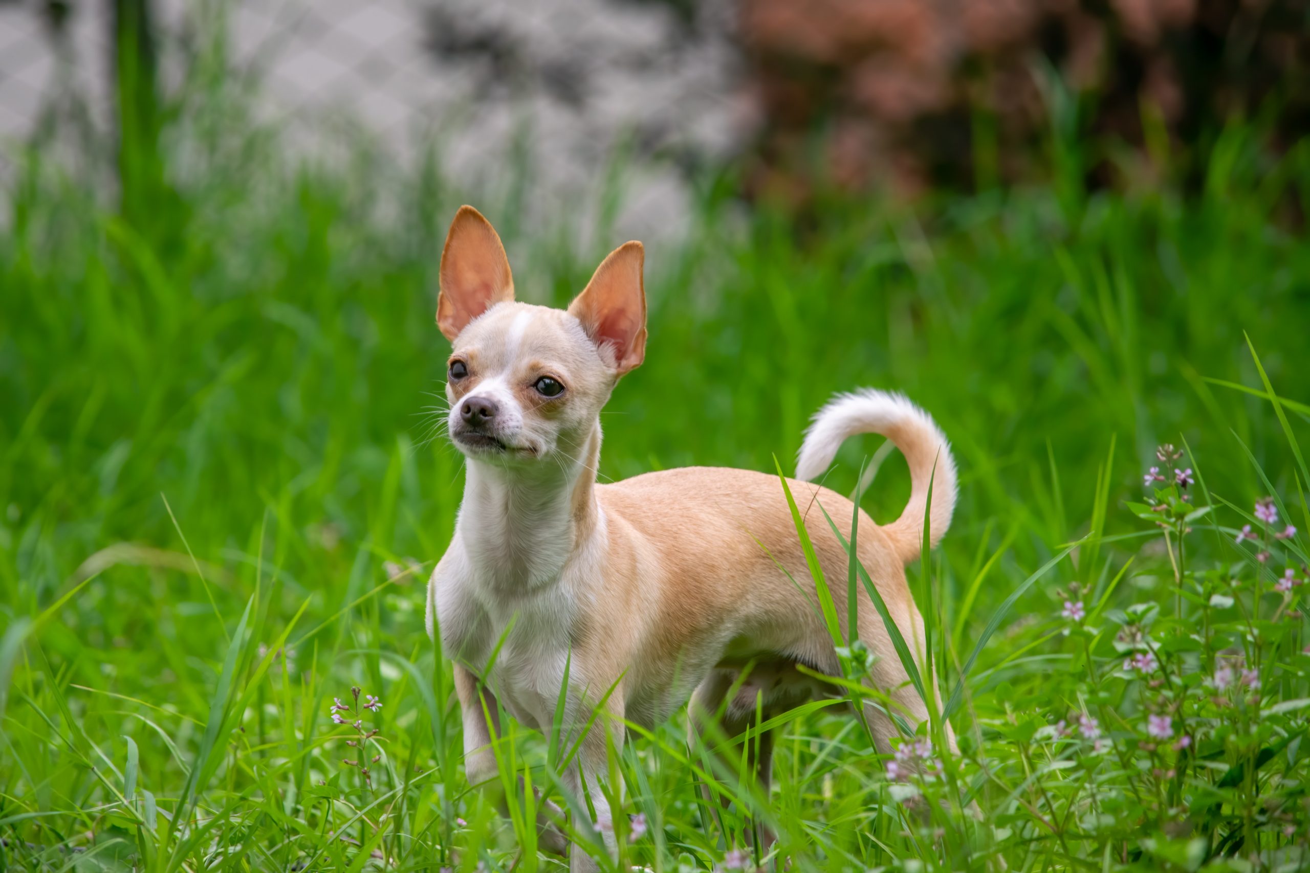 Average price store for chihuahua puppies