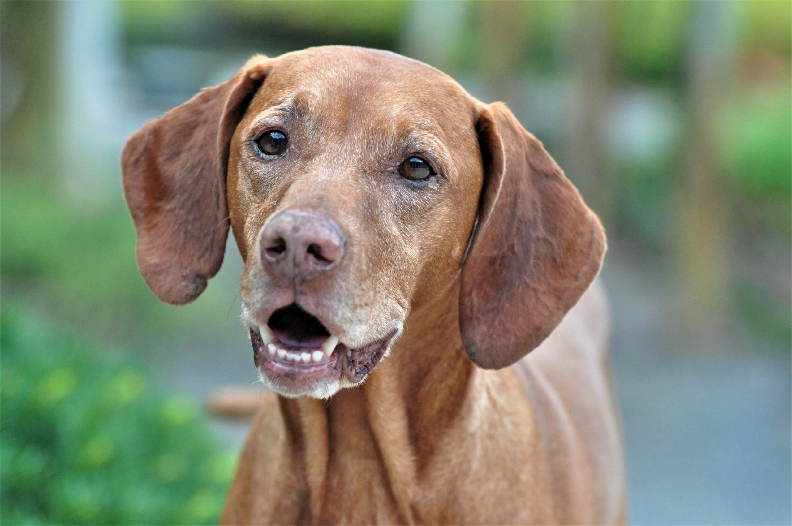 What’s The Bite Force of a Vizsla & Does It Hurt?