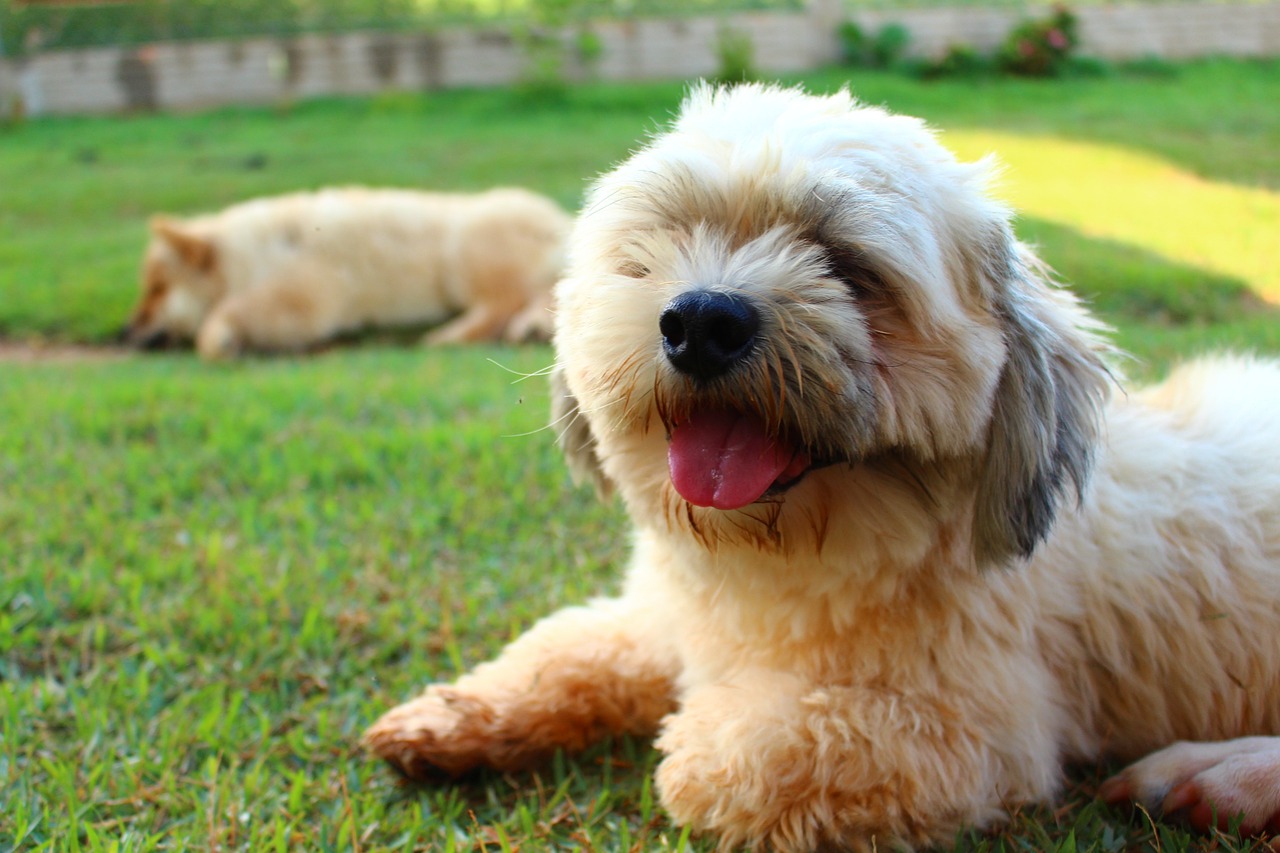 My lhasa hot sale apso is aggressive