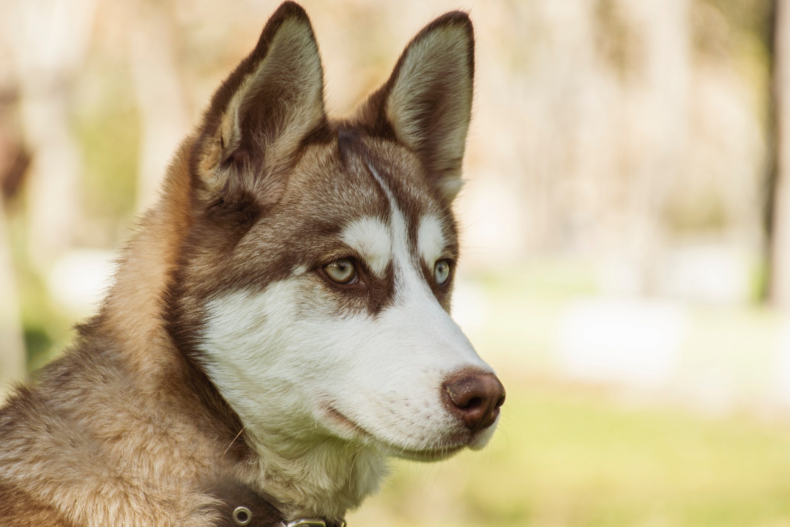 Siberian husky hot sale ears