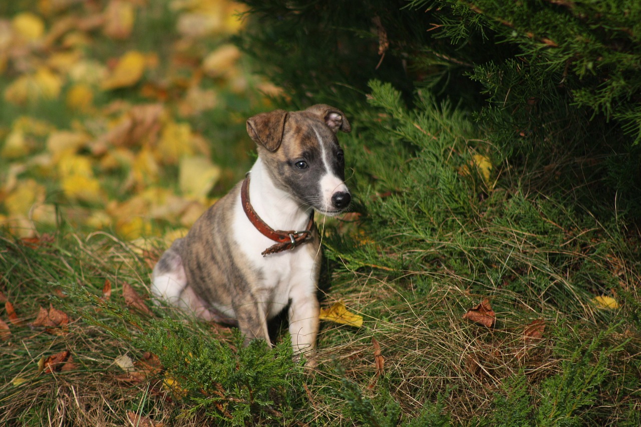 20 Fun & Fascinating Facts About Whippet Puppies
