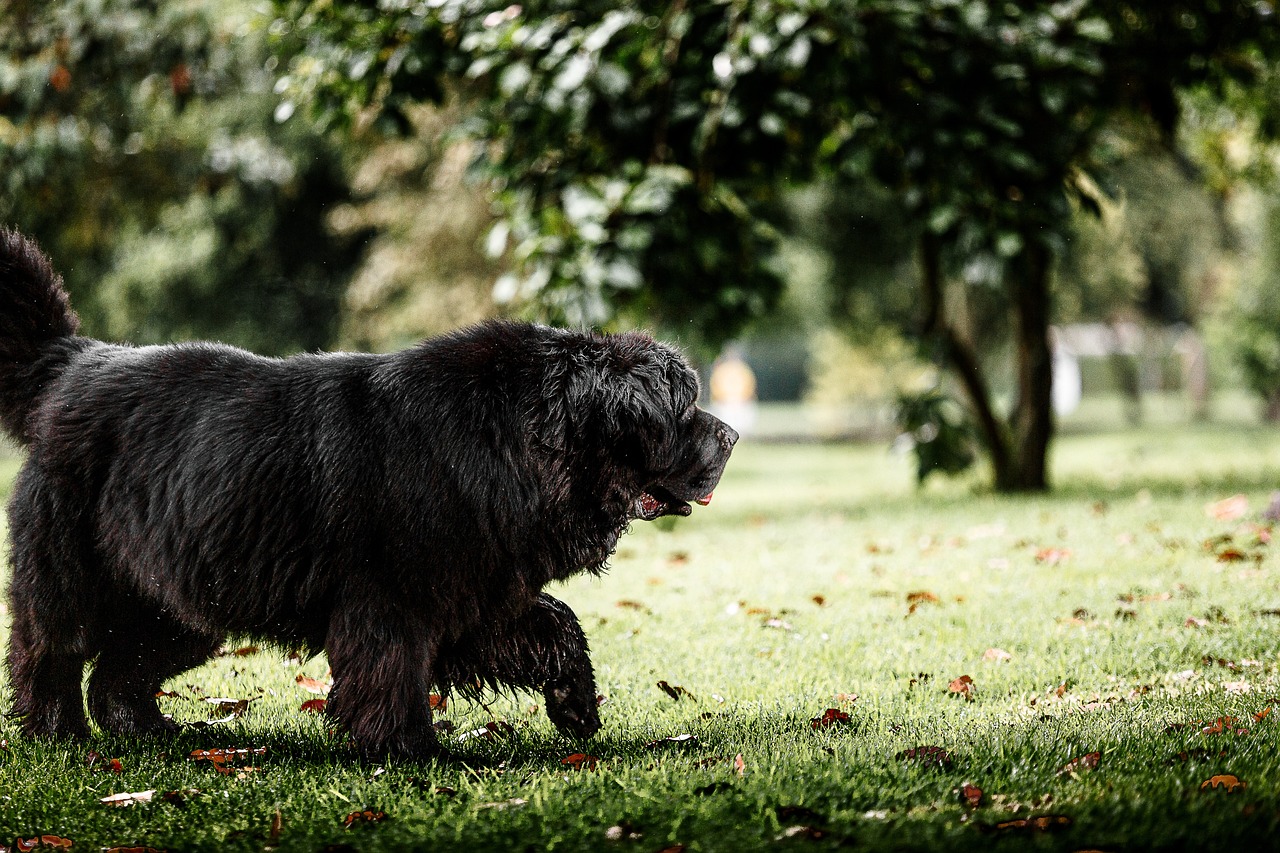 What’s The Bite Force of a Newfoundland & Does It Hurt?