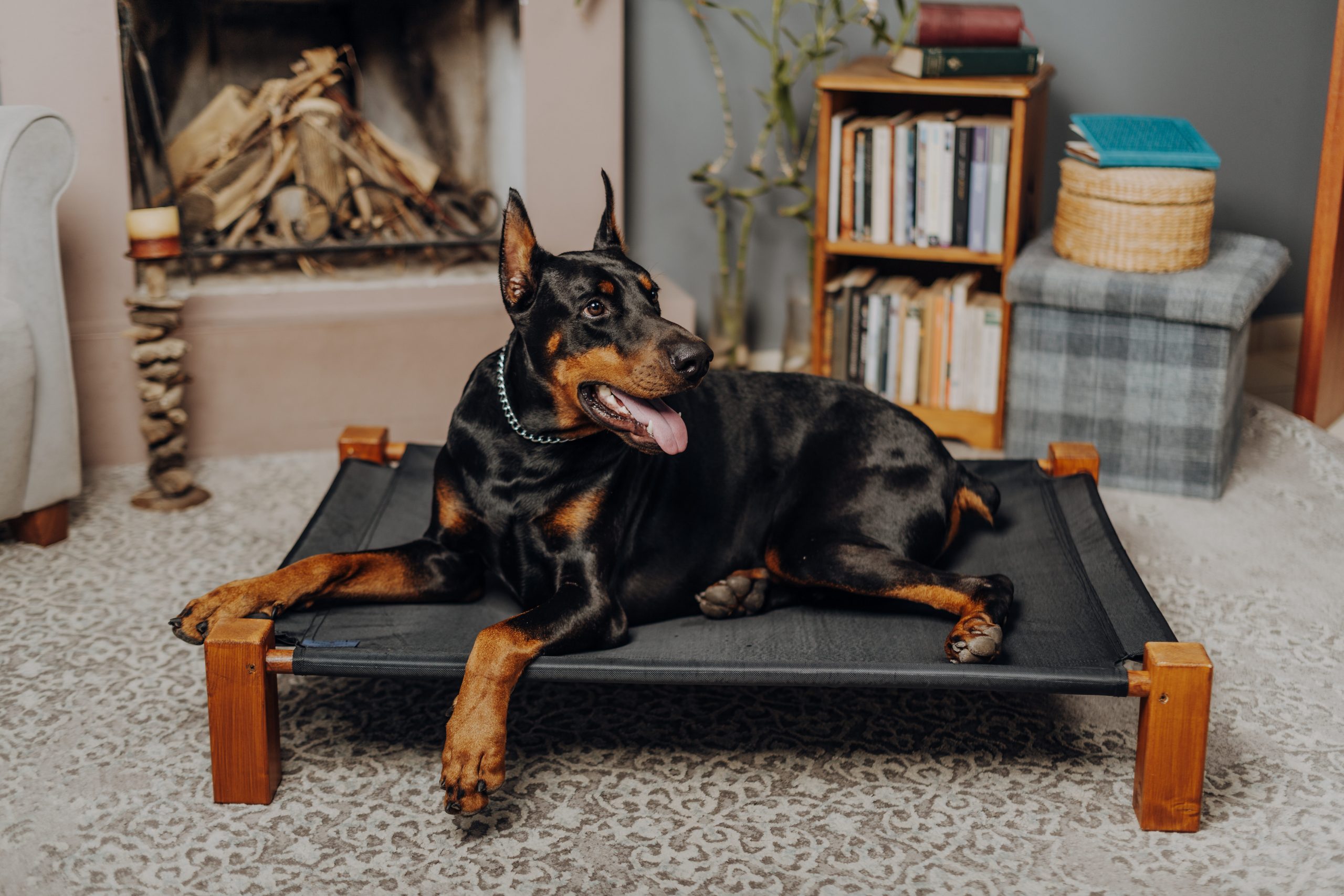 7 Best Ear Cleaners for Dobermans