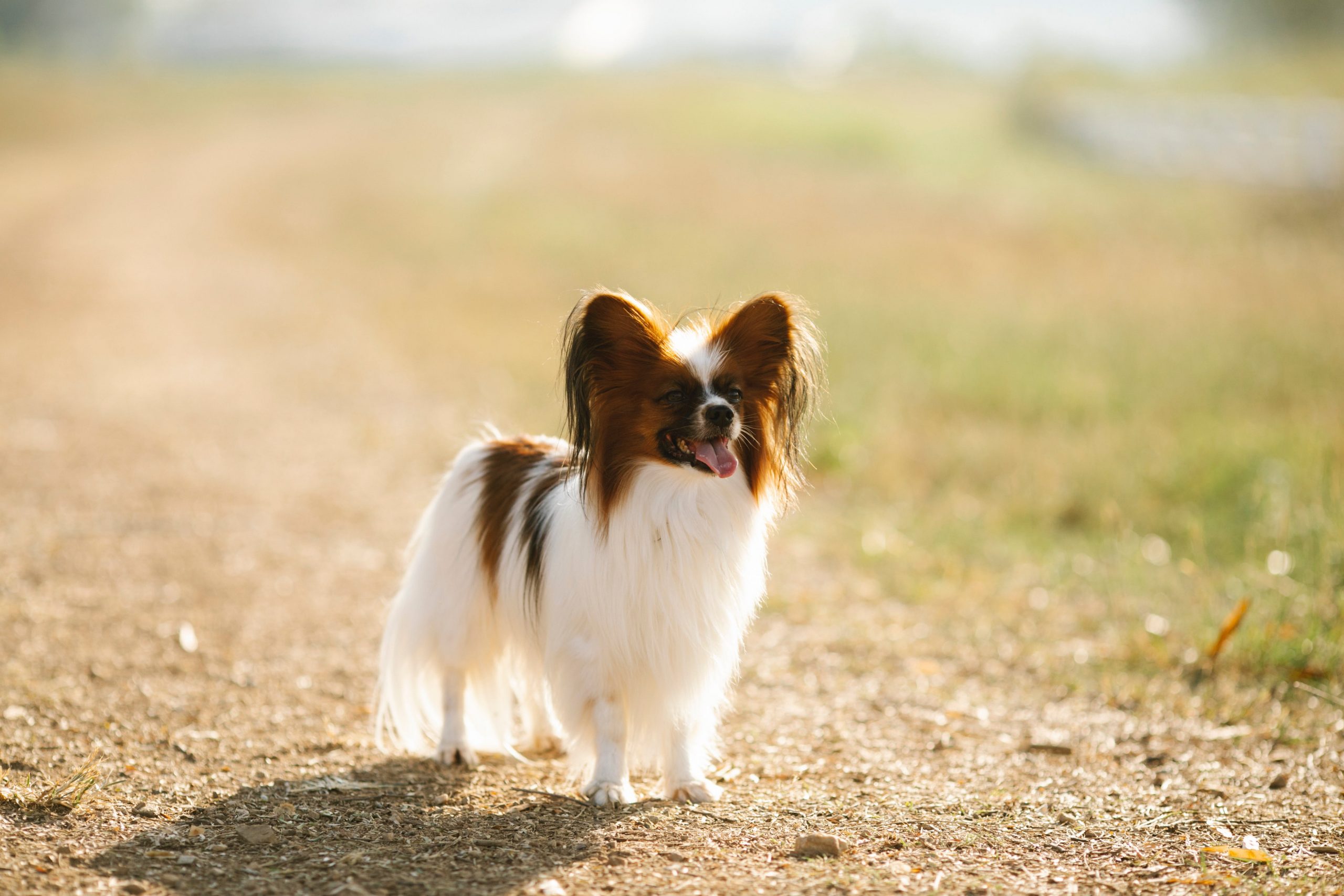Monthly Cost to Own a Papillon