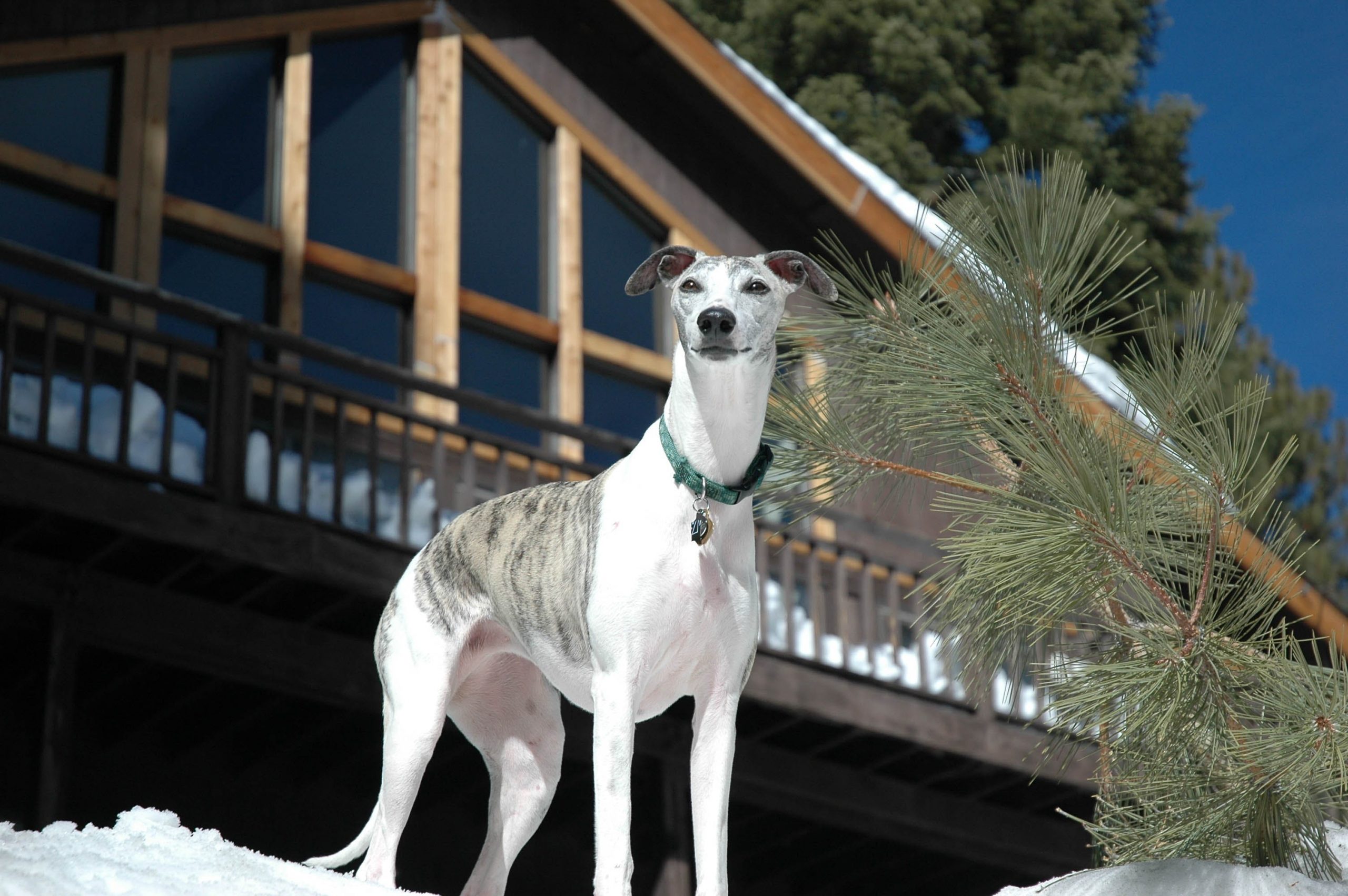 Cost of owning sales a greyhound