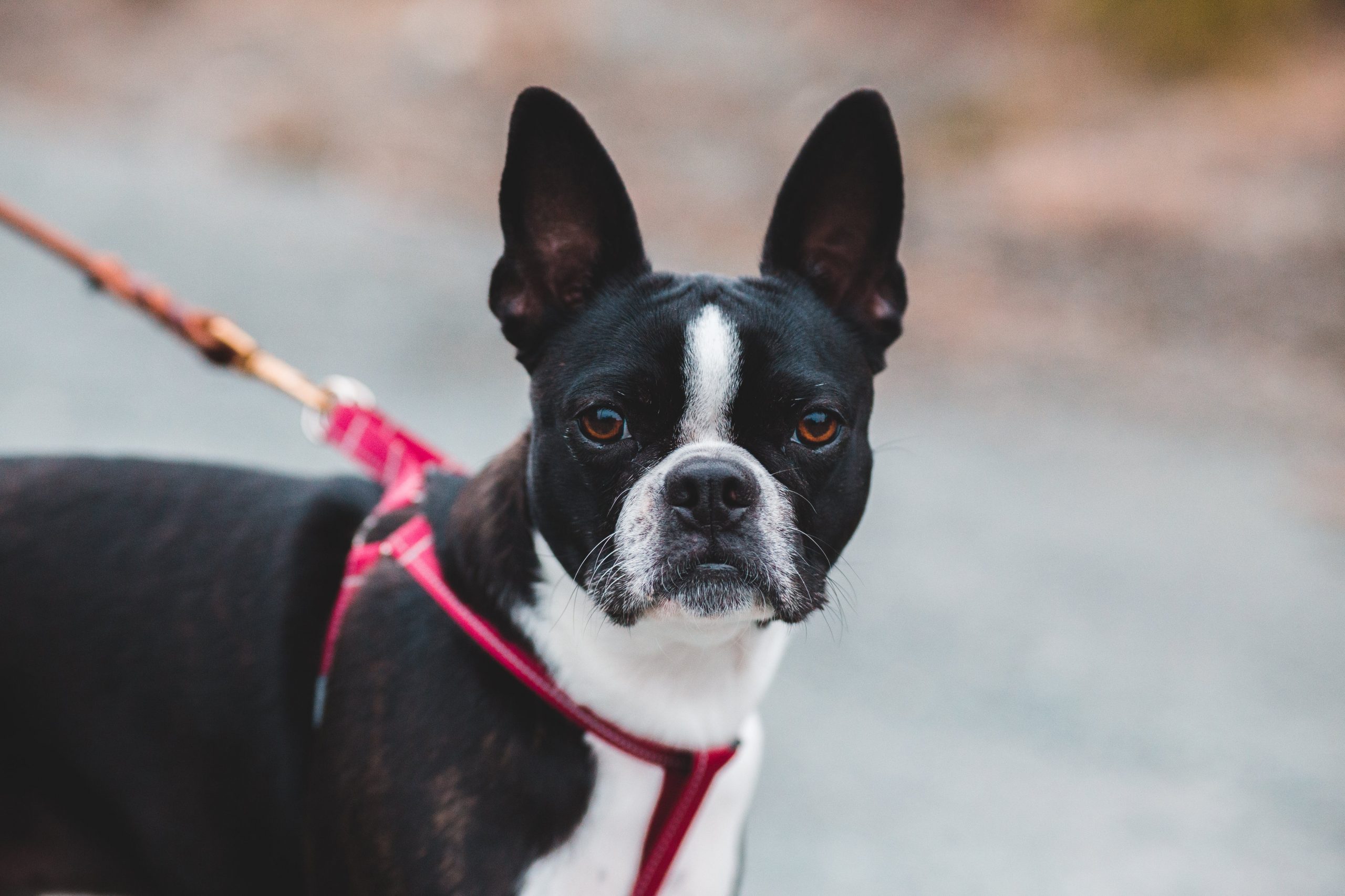Monthly Cost to Own a  Boston Terrier