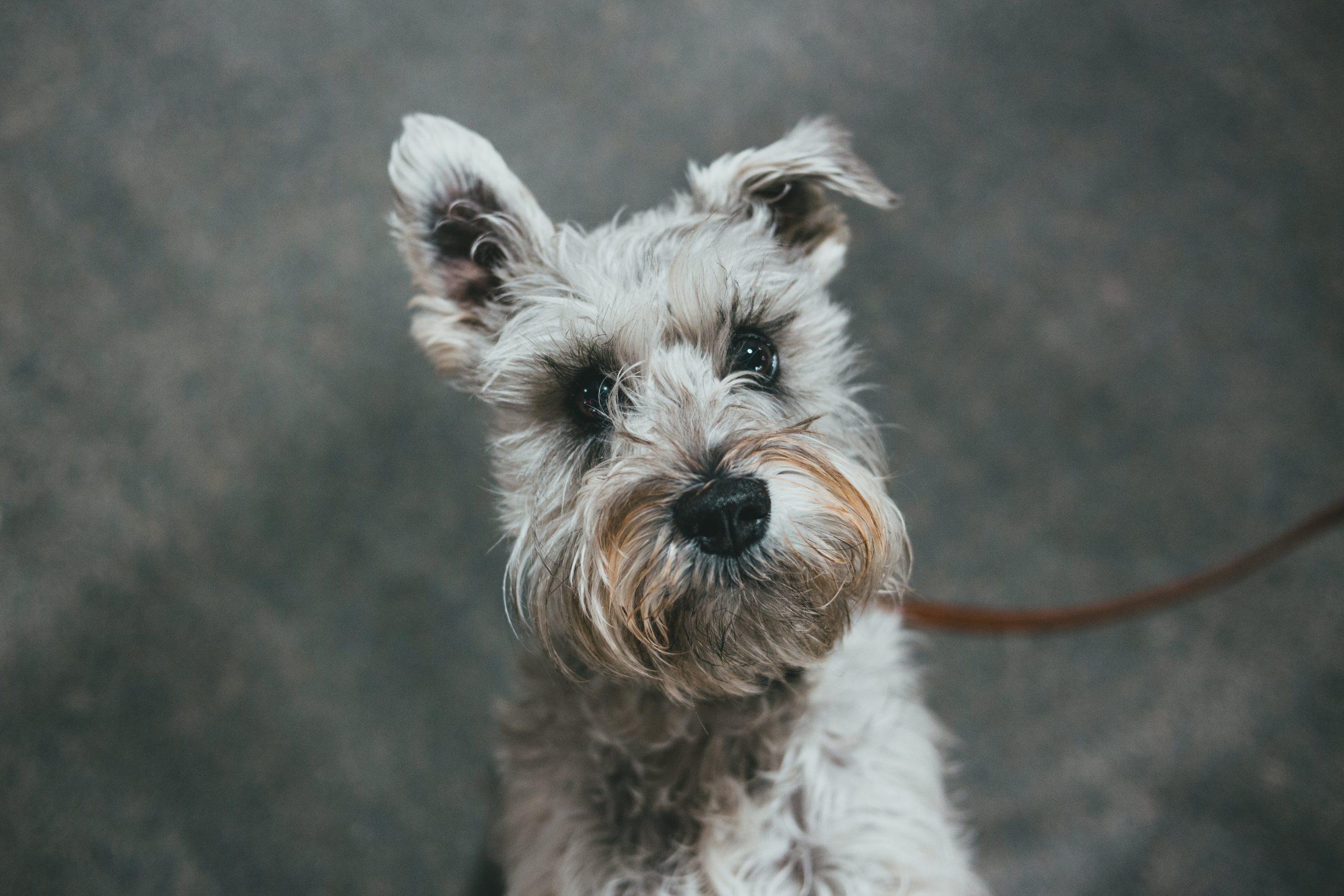 Monthly Cost to Own a Schnauzer