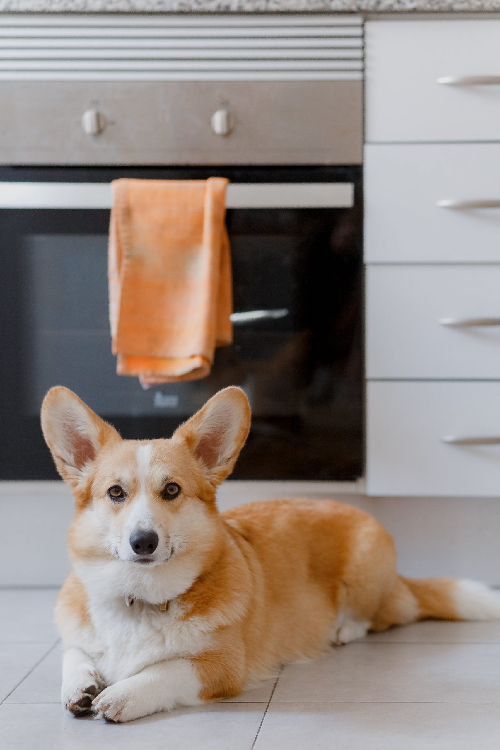 Monthly Cost to Own a Corgi