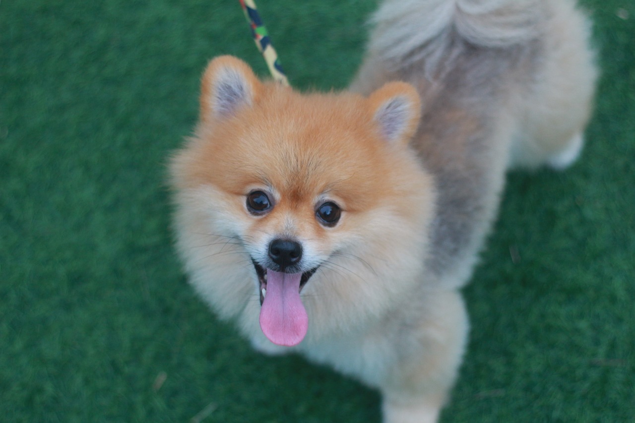 Pomeranian sales puppy biting