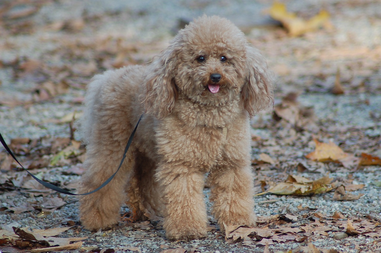 20 Fun & Fascinating Facts About Poodle Puppies