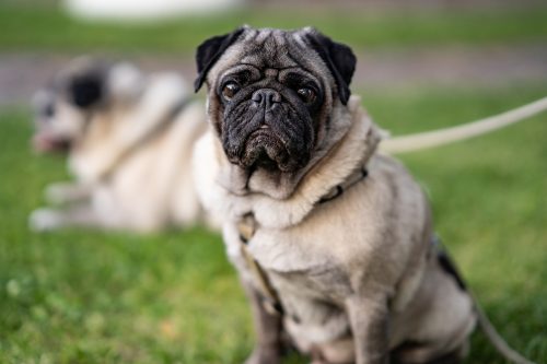 Cost of a Pug Puppy by US Region [2026] - iHeartDogs.com