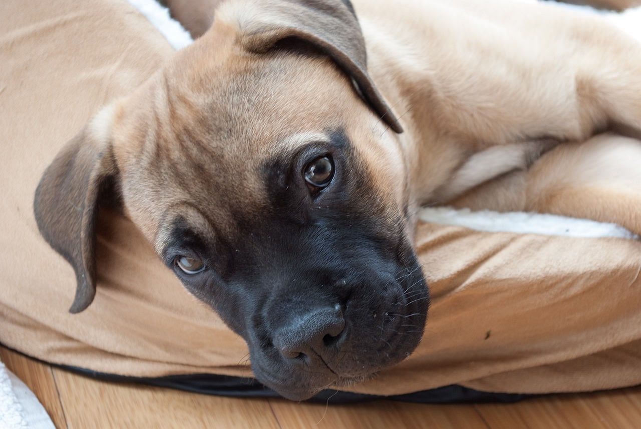 7 Best Ear Cleaners for Mastiffs