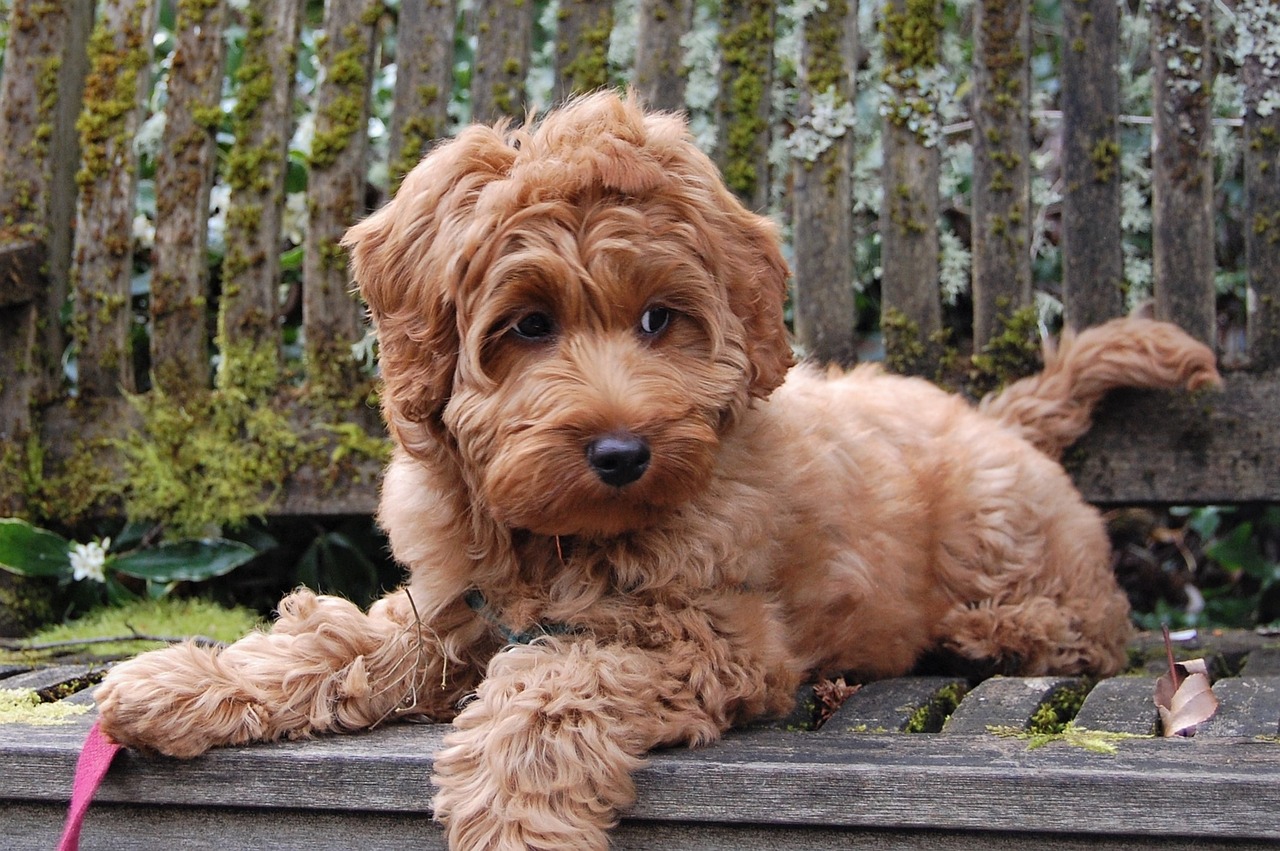 Price 2024 of labradoodle