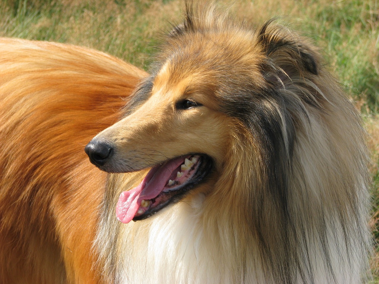 Frequently Asked Questions about Collies As Guard Dogs