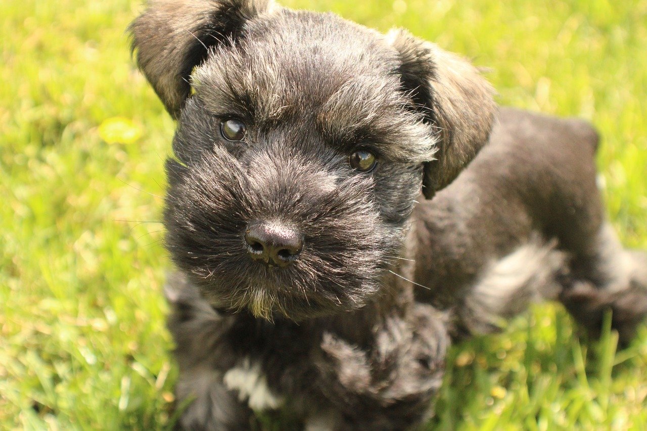 20 Fun & Fascinating Facts About Schnauzer Puppies