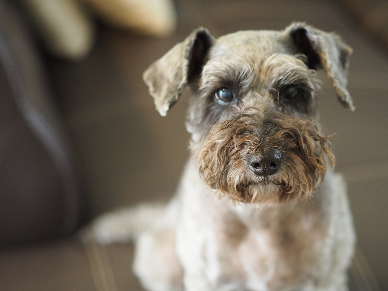 Frequently Asked Questions about Schnauzers As Guard Dogs