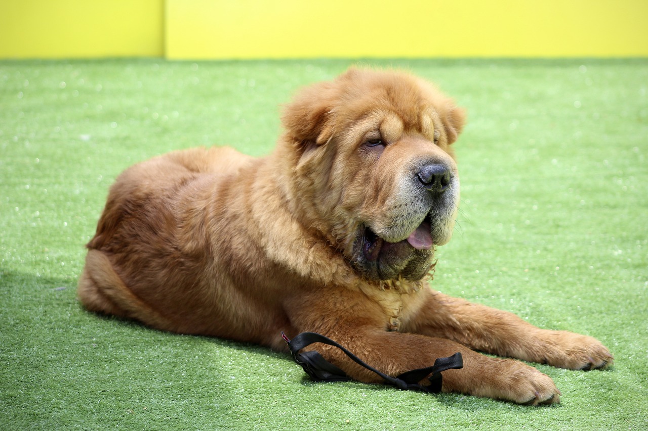 Shar pei ear store cleaner