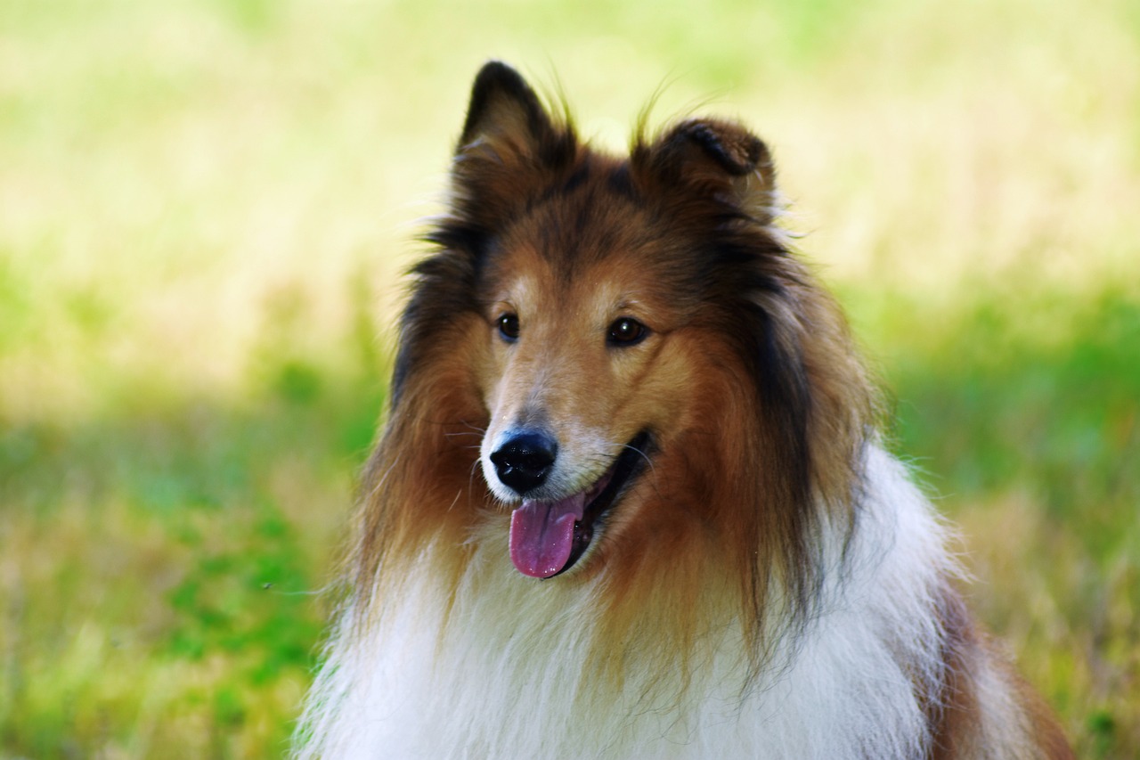 Is a Sheltie a Good Guard Canine?