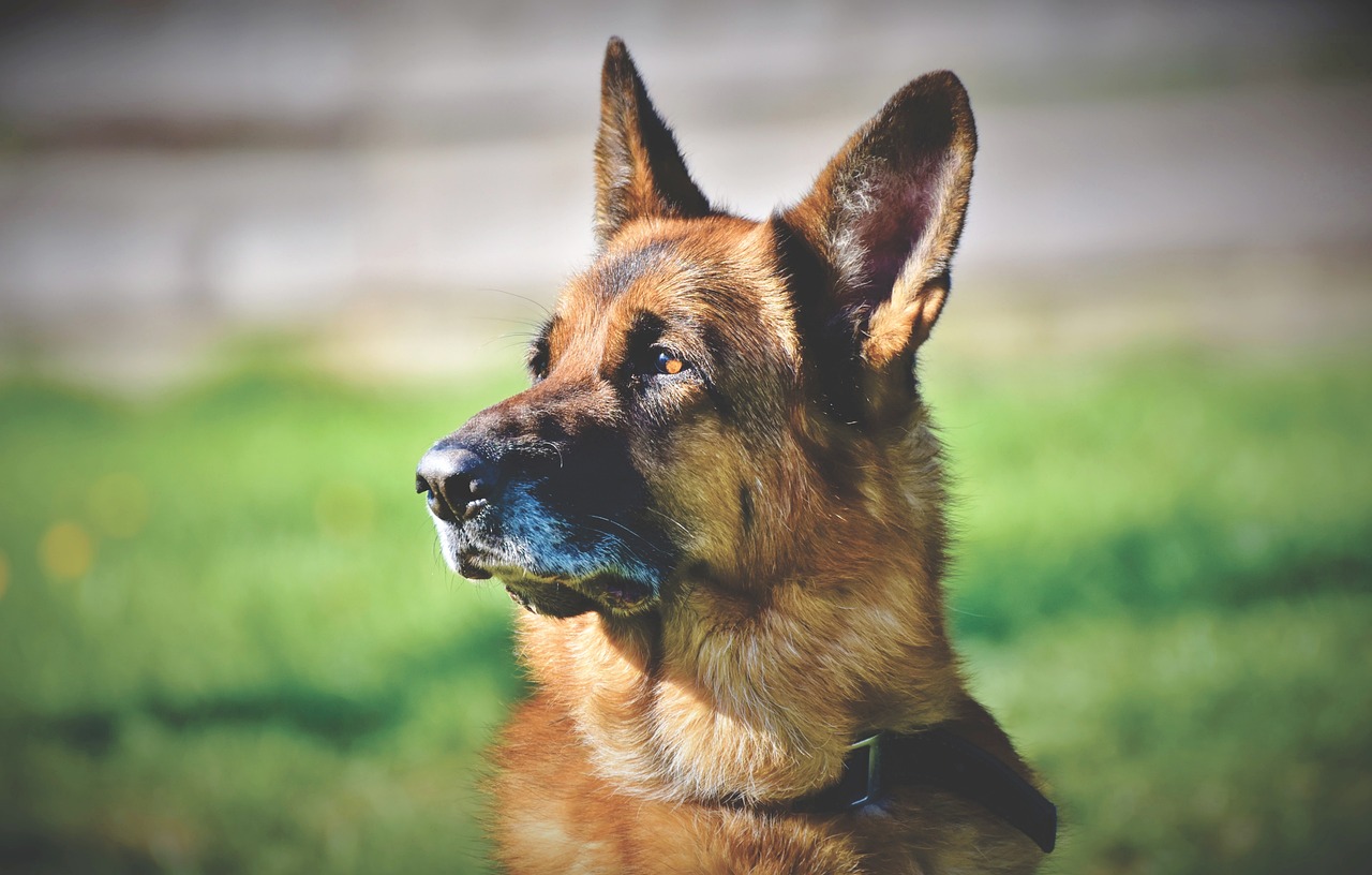 German shepherd sale ear cleaner