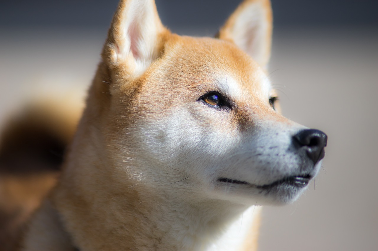 Frequently Asked Questions about Shiba Inus As Guard Dogs