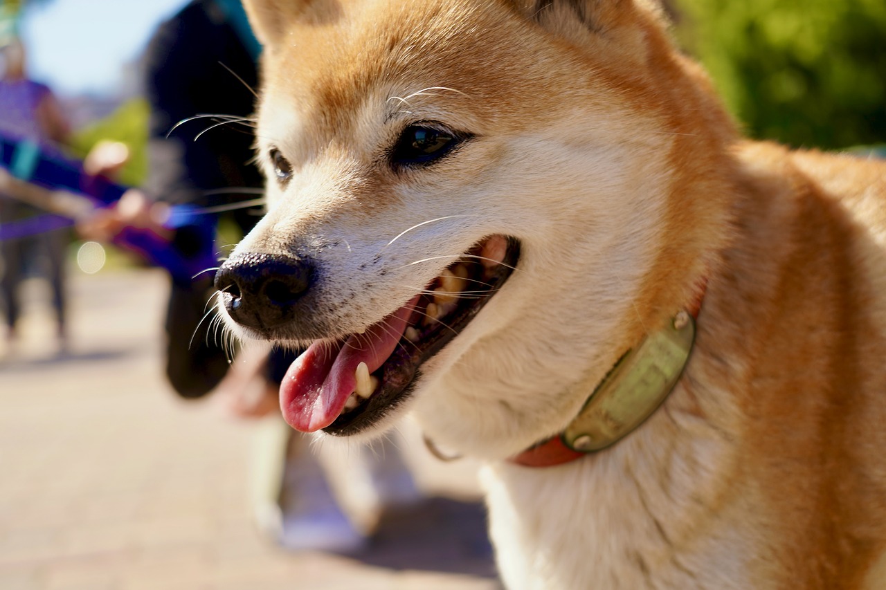 What’s The Bite Force of a Shiba Inu & Does It Hurt?