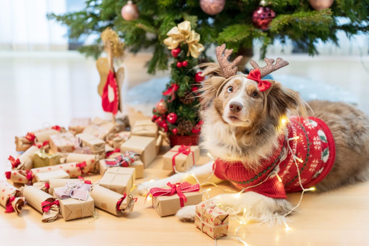 dog advent calendar