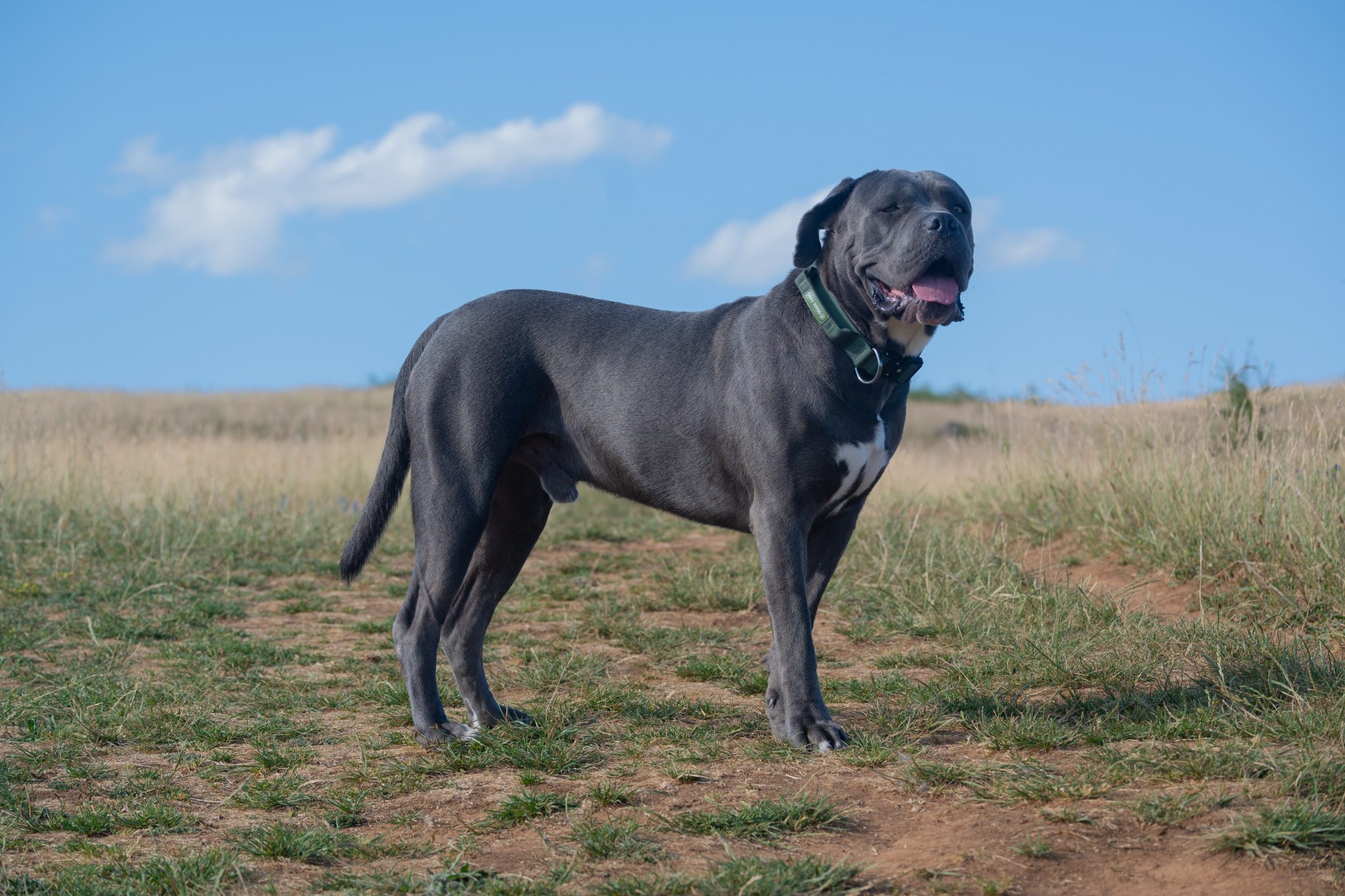What's The Bite Force of a Cane Corso & Does It Hurt?
