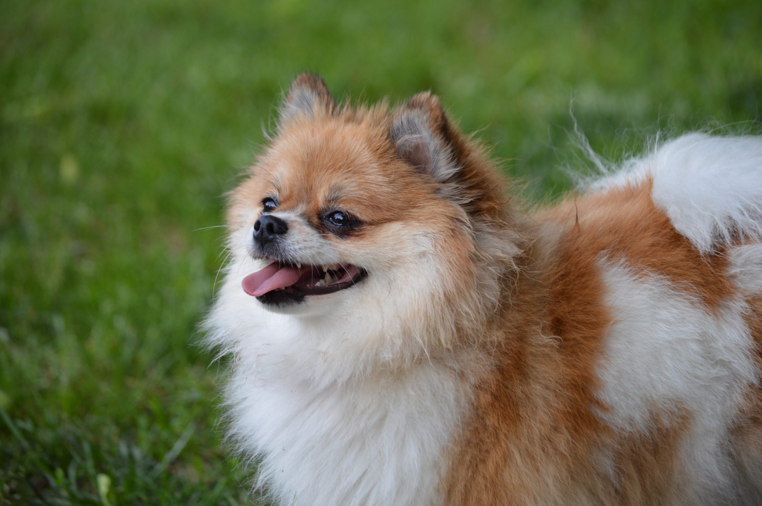 Force's pomeranians hot sale