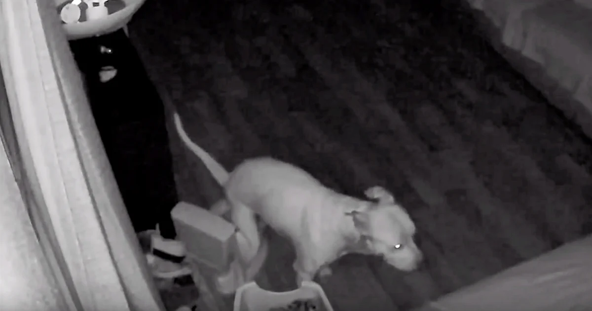 Dog Owner Set Up Doggie Security Cam And Dog Decided To Use It During The Night