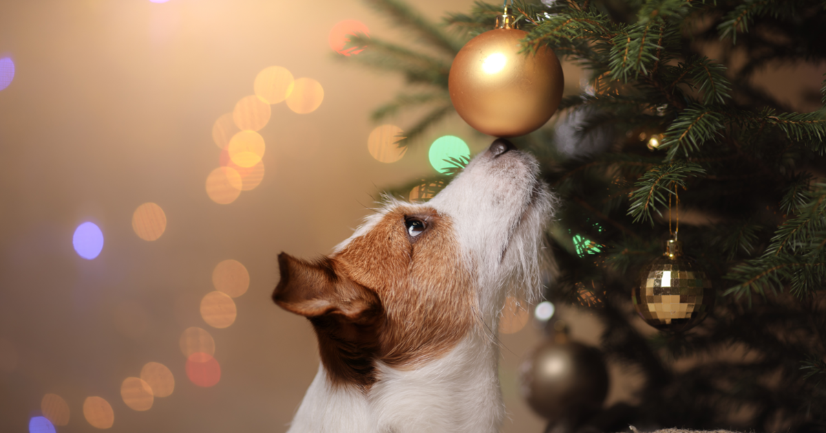 Dog Christmas tree safety