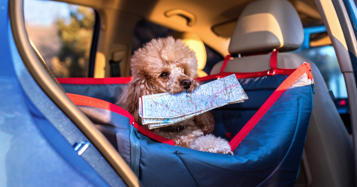 Dog traveling tips