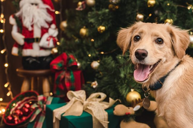 Dog admiring Christmas tree
