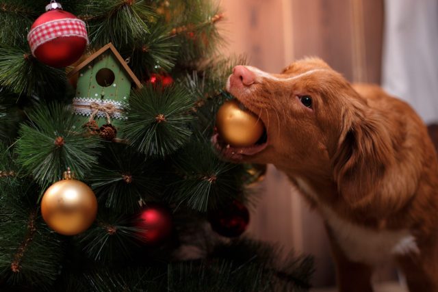 Dog chewing Christmas ornament